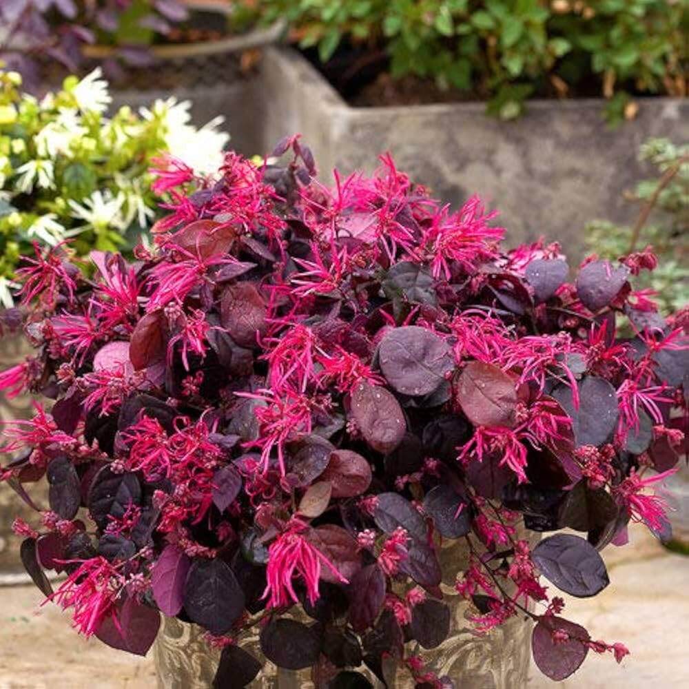 Fringe seeds  - Heirloom Flower Garden Seeds for Growing