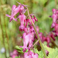 Fringed Bleeding Heart Seeds - Heirloom Flower Garden Seeds for Growing