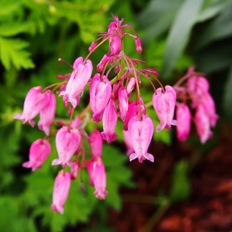 Fringed Bleeding Heart Seeds - Heirloom Flower Garden Seeds for Growing