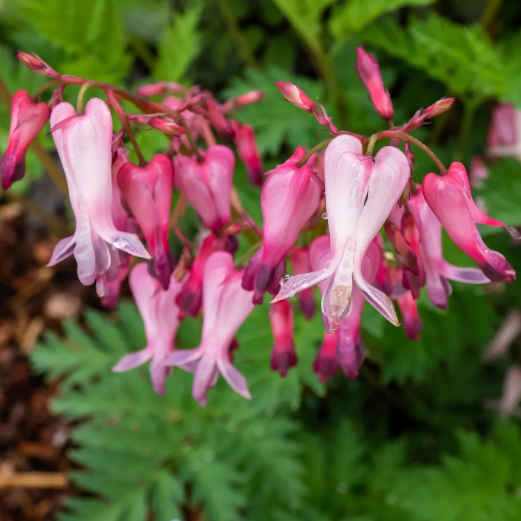 Fringed Bleeding Heart Seeds - Heirloom Flower Garden Seeds for Growing