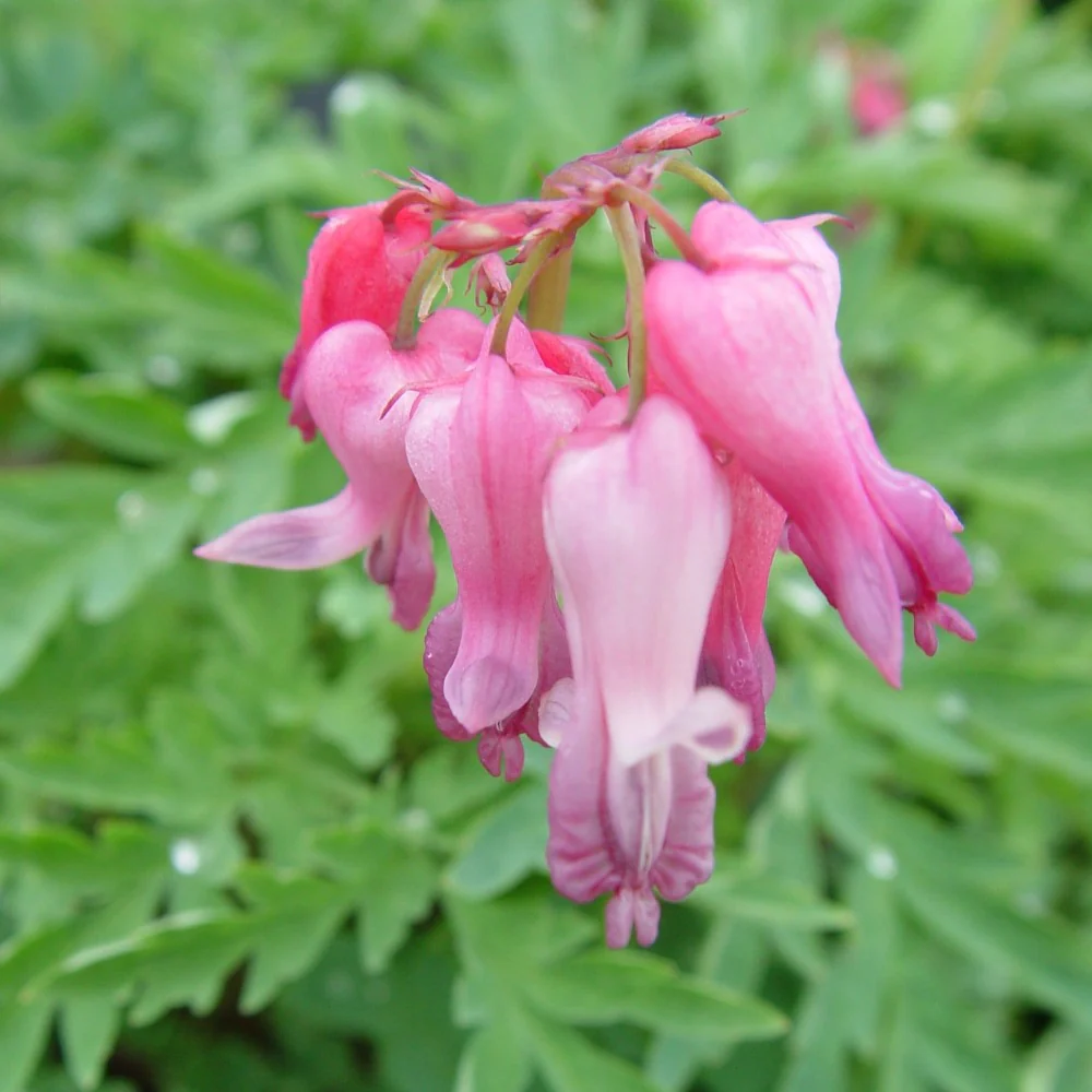 Fringed Bleeding Heart Seeds - Heirloom Flower Garden Seeds for Growing