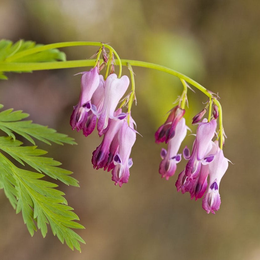 Fringed Bleeding Heart Seeds - Heirloom Flower Garden Seeds for Growing