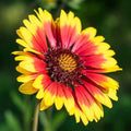 Gaillardia Blanket Seeds - Heirloom Flower Garden Seeds for Growing