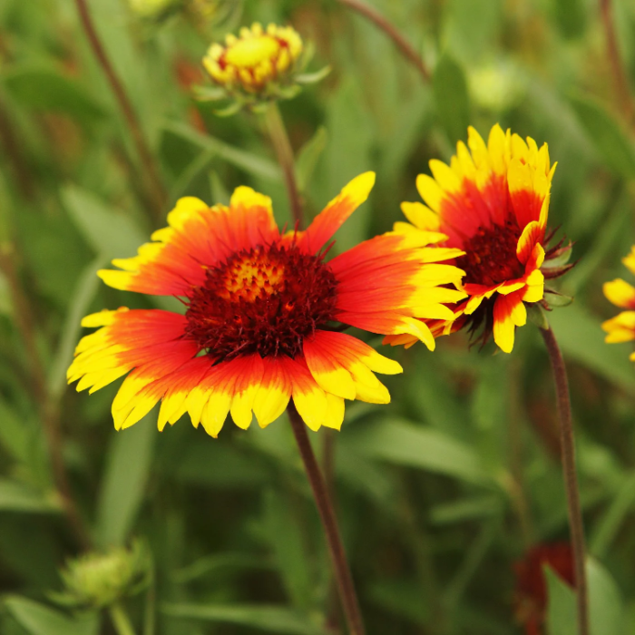 Gaillardia Blanket Seeds - Heirloom Flower Garden Seeds for Growing