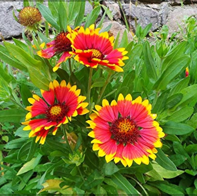 Gaillardia Blanket Seeds - Heirloom Flower Garden Seeds for Growing