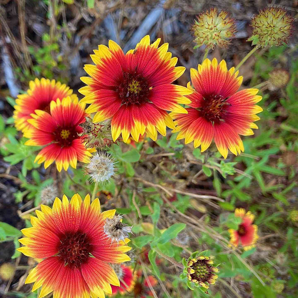 Gaillardia Blanket Seeds - Heirloom Flower Garden Seeds for Growing