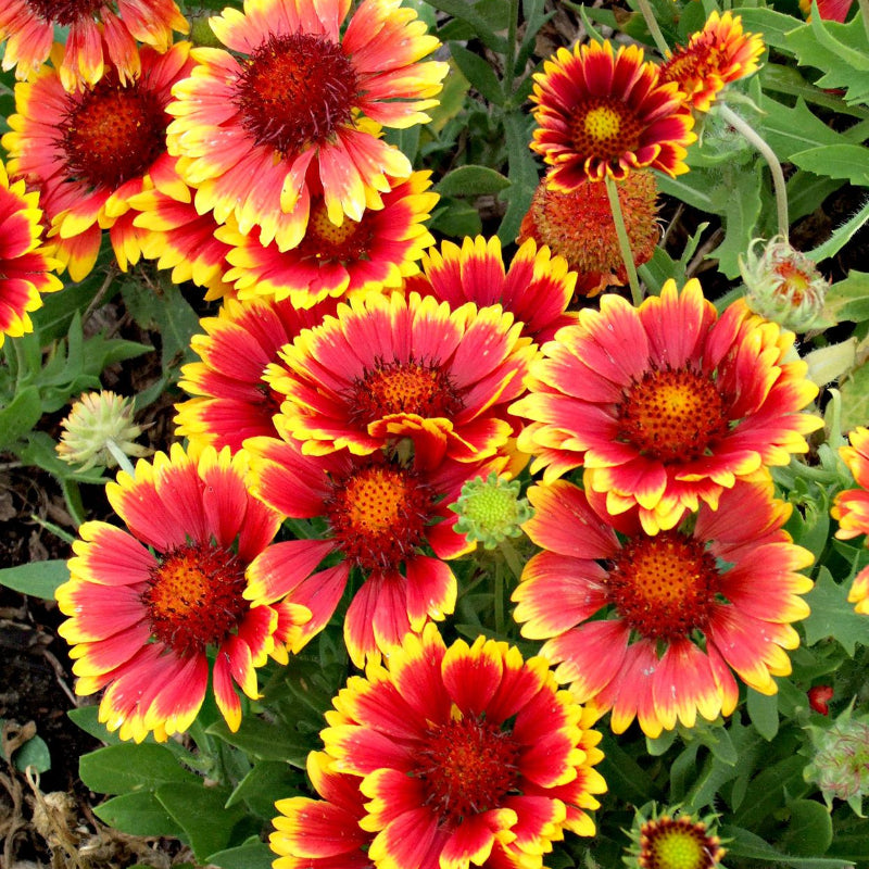 Gaillardia Blanket Seeds - Heirloom Flower Garden Seeds for Growing