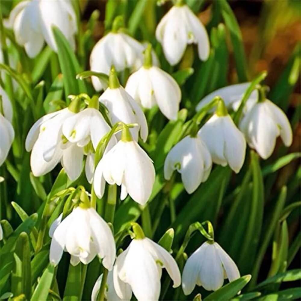 Galanthus Nivalis Snowdrop Seeds - Heirloom Flower Garden Seeds for Growing