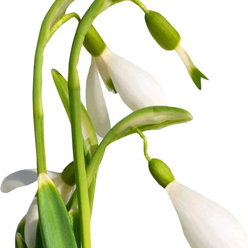 Galanthus Nivalis Snowdrop Seeds - Heirloom Flower Garden Seeds for Growing