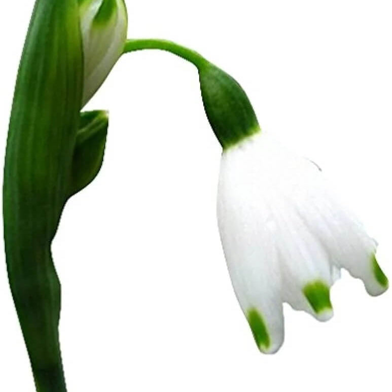 Galanthus Nivalis Snowdrop Seeds - Heirloom Flower Garden Seeds for Growing