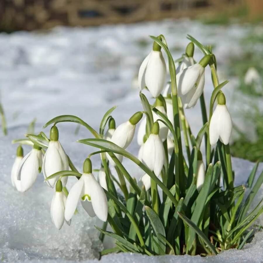 Galanthus Seeds - Heirloom Flower Garden Seeds for Growing