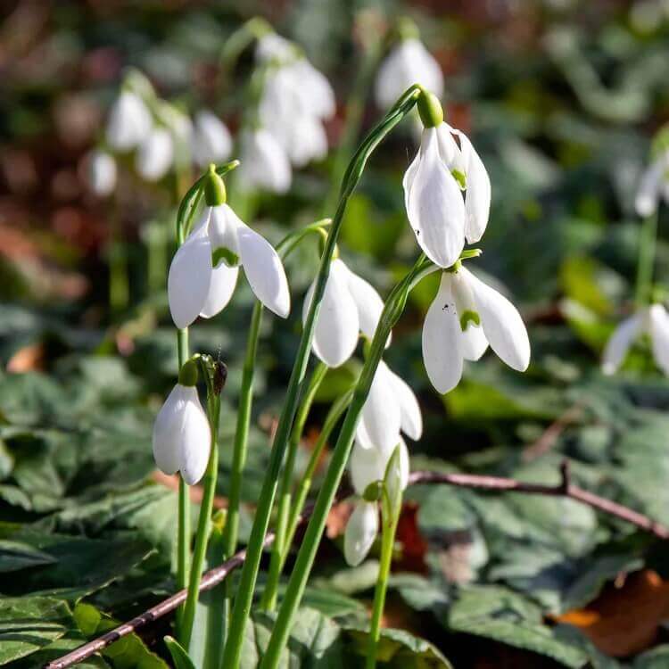 Galanthus nivalis Seeds - Heirloom Flower Garden Seeds for Growing