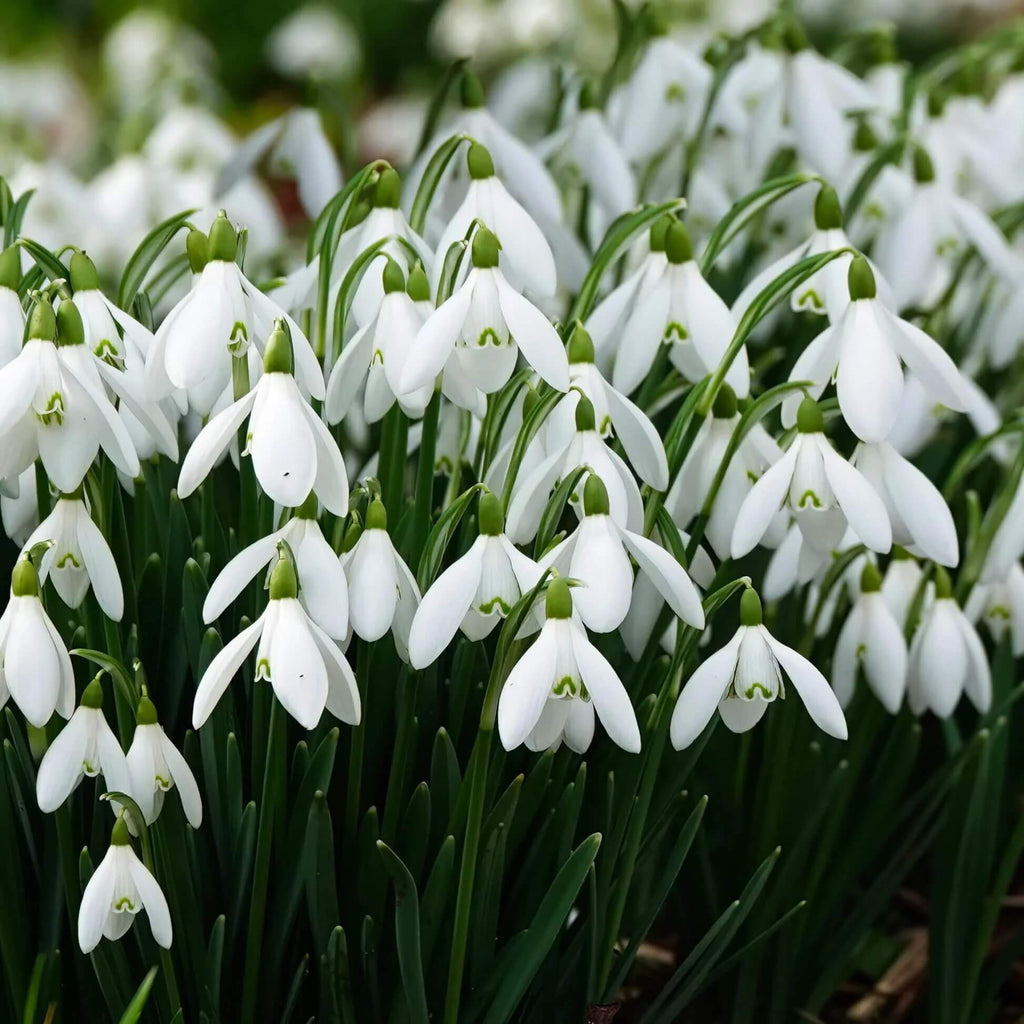 Galanthus nivalis Seeds - Heirloom Flower Garden Seeds for Growing