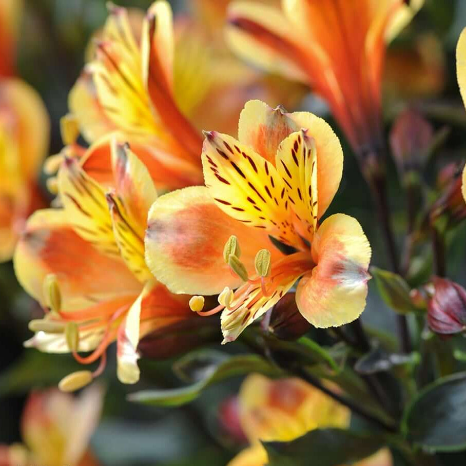Garden Alstroemeria Seeds - Heirloom Flower Garden Seeds for Growing