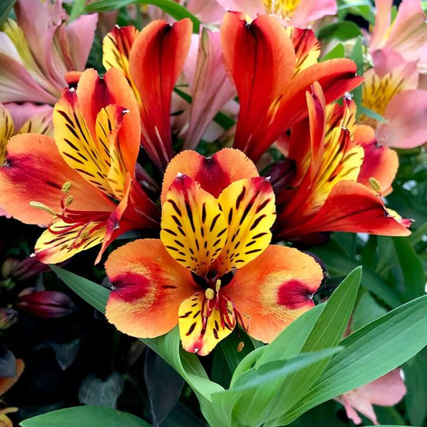 Garden Alstroemeria Seeds - Heirloom Flower Garden Seeds for Growing