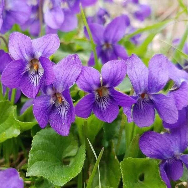 Fragrant English Violet Seeds - Flower Plant