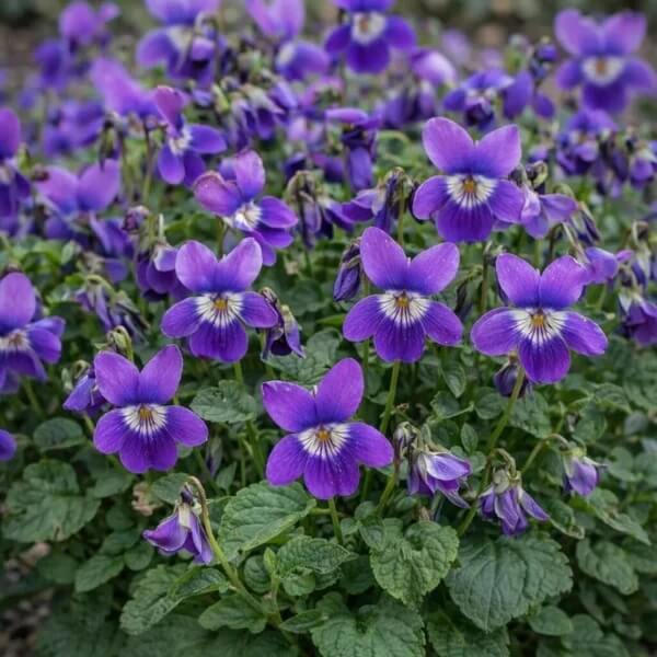 Fragrant English Violet Seeds - Flower Plant