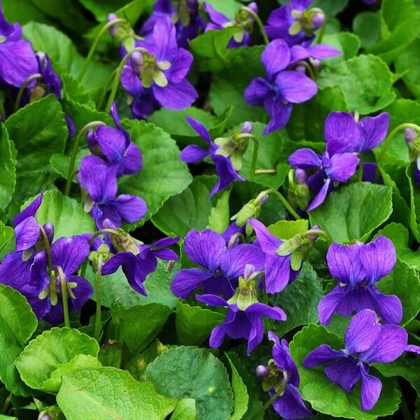 Fragrant English Violet Seeds - Flower Plant