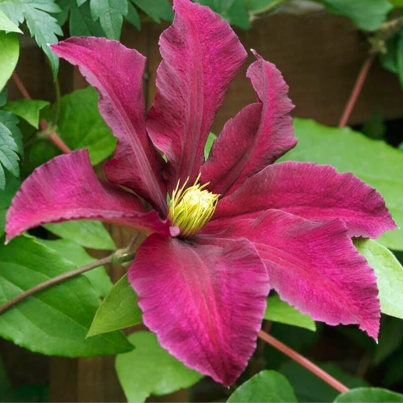 Gaura Seeds - Mixed Garden Seeds for Growing