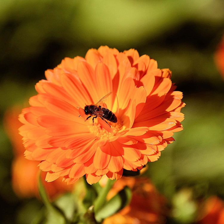 Geishe Girl Calendula Seeds - Heirloom Flower Garden Seeds for Growing