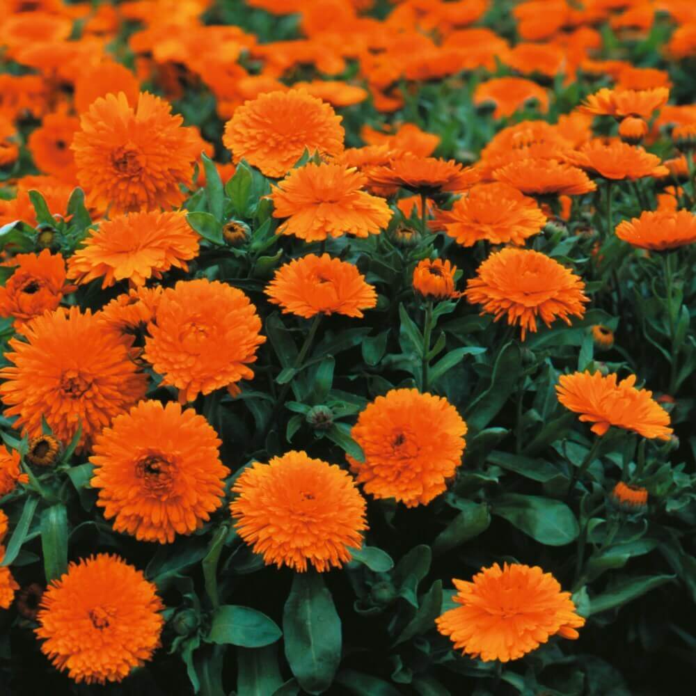 Geishe Girl Calendula Seeds - Heirloom Flower Garden Seeds for Growing
