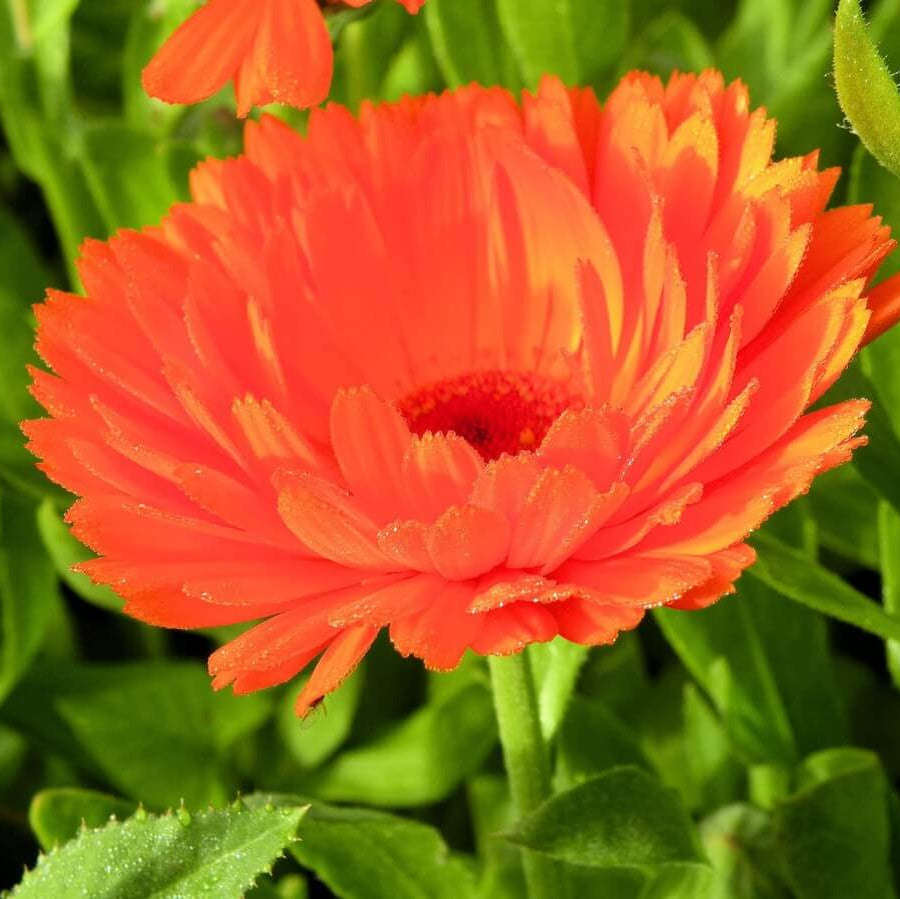 Geishe Girl Calendula Seeds - Heirloom Flower Garden Seeds for Growing