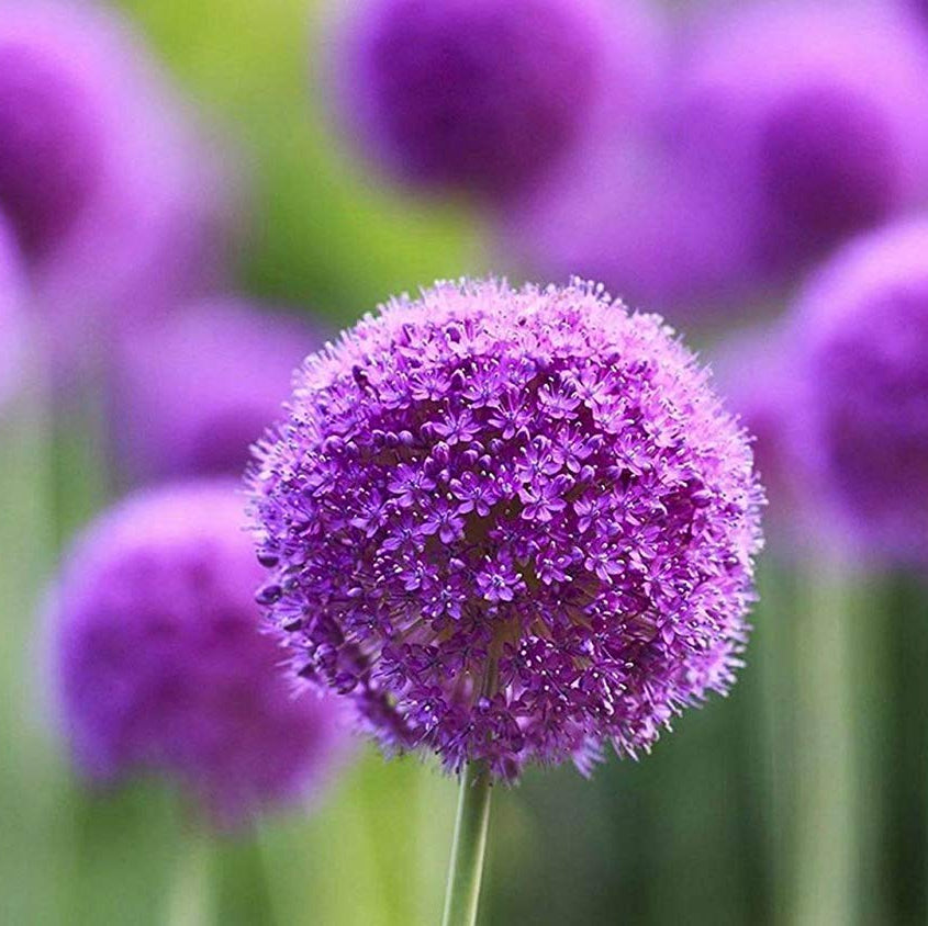 Giant Allium Seeds - Heirloom Flower Garden Seeds for Growing