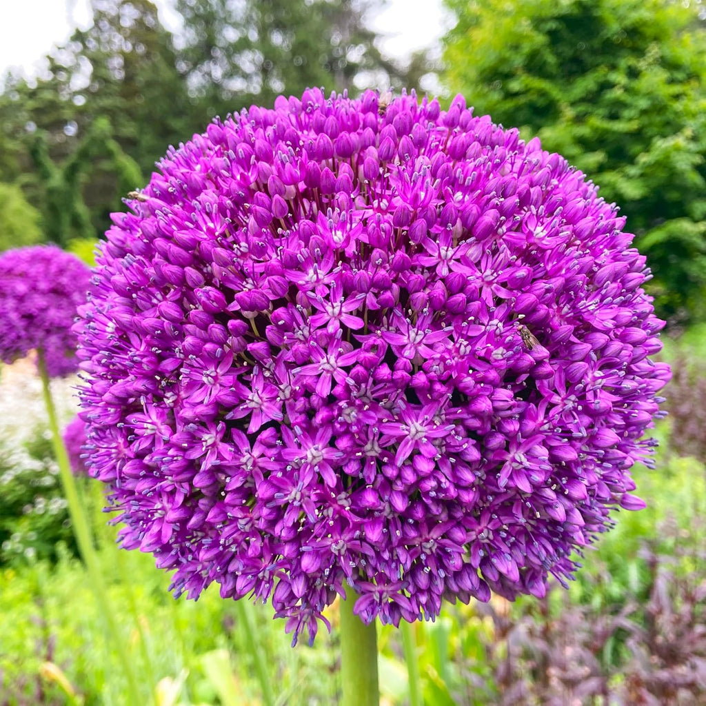 Giant Allium Seeds - Heirloom Flower Garden Seeds for Growing