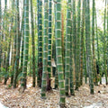 Giant Bamboo Seeds - Heirloom Flower Garden Seeds for Growing