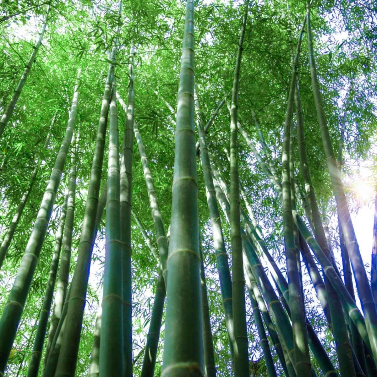 Giant Bamboo Seeds - Heirloom Flower Garden Seeds for Growing