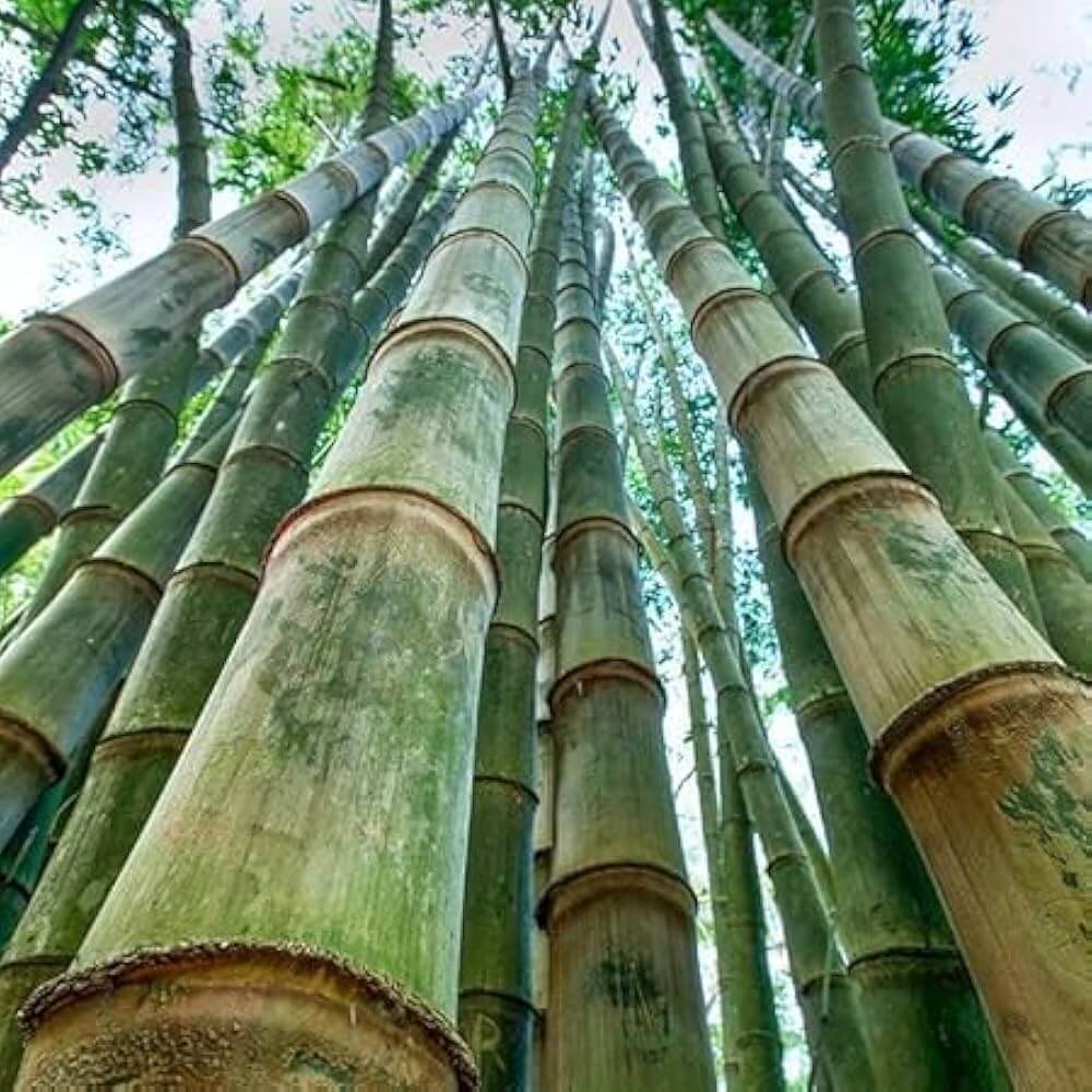 Giant Bamboo Seeds - Heirloom Flower Garden Seeds for Growing