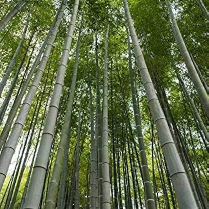 Giant Bamboo Seeds - Heirloom Flower Garden Seeds for Growing
