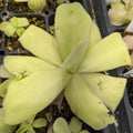 Giant Butterwort Seeds - Heirloom Flower Garden Seeds for Growing