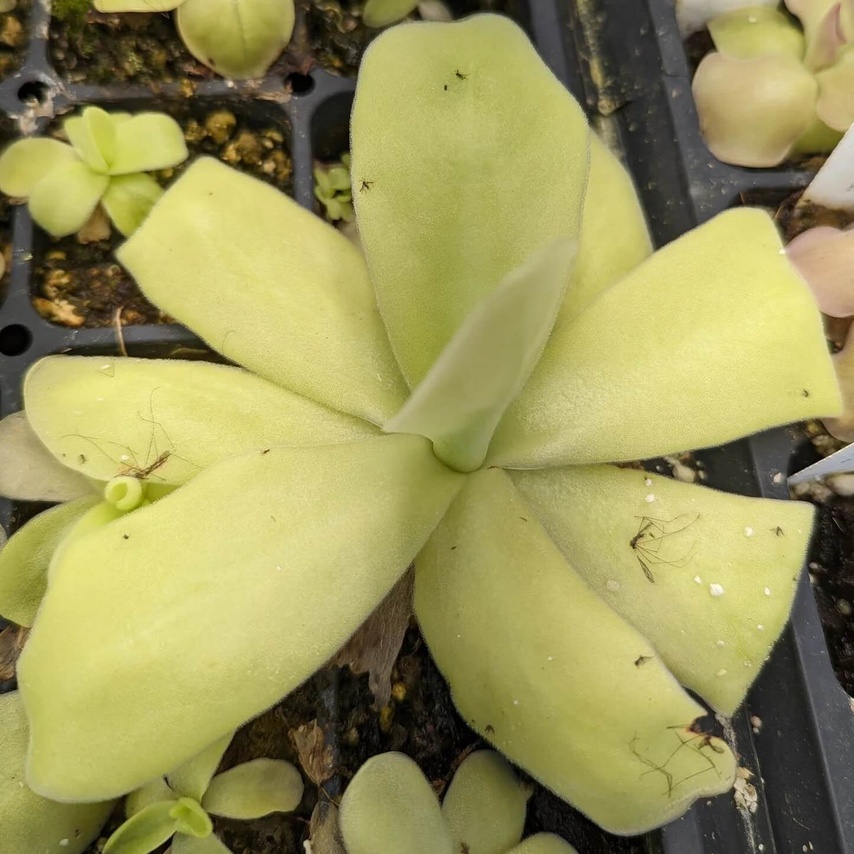 Giant Butterwort Seeds - Heirloom Flower Garden Seeds for Growing