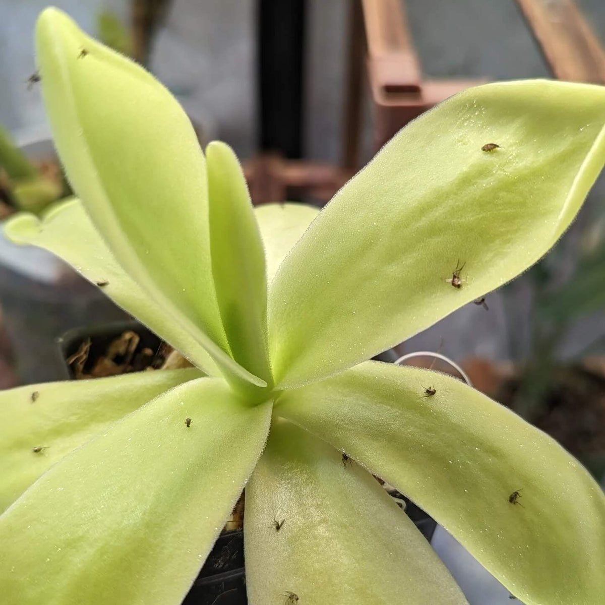 Giant Butterwort Seeds - Heirloom Flower Garden Seeds for Growing