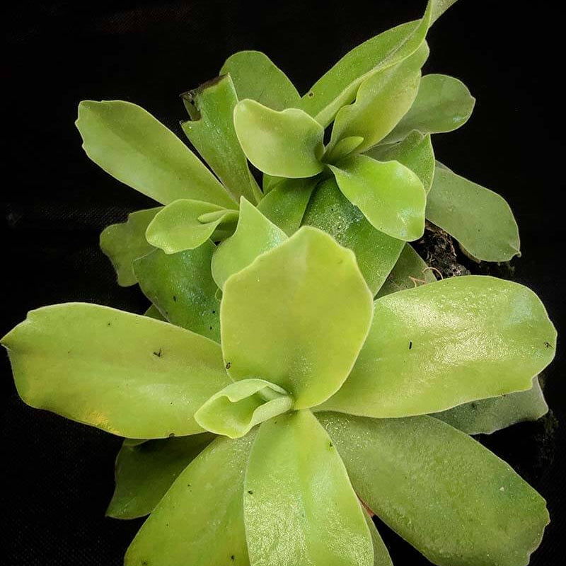 Giant Butterwort Seeds - Heirloom Flower Garden Seeds for Growing