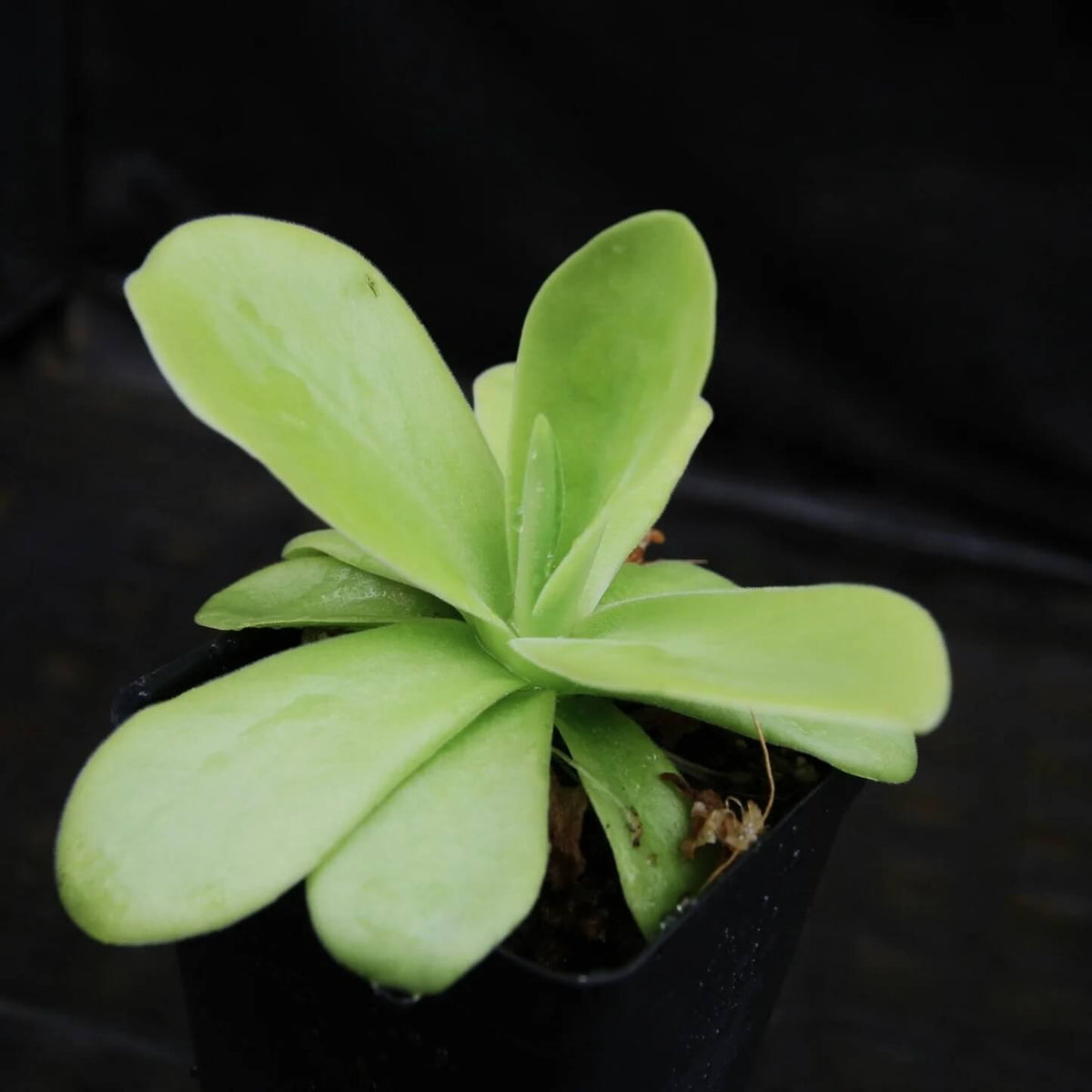 Giant Butterwort Seeds - Heirloom Flower Garden Seeds for Growing