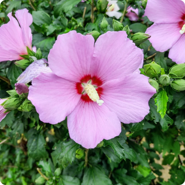 Giant Hibiscus Seeds - Heirloom Flower Garden Seeds for Growing