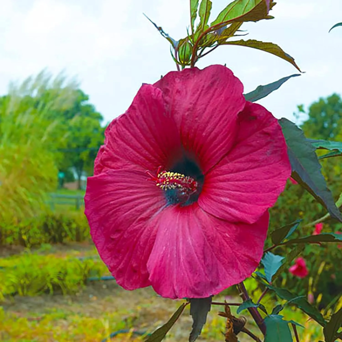 Giant Hibiscus Seeds - Heirloom Flower Garden Seeds for Growing