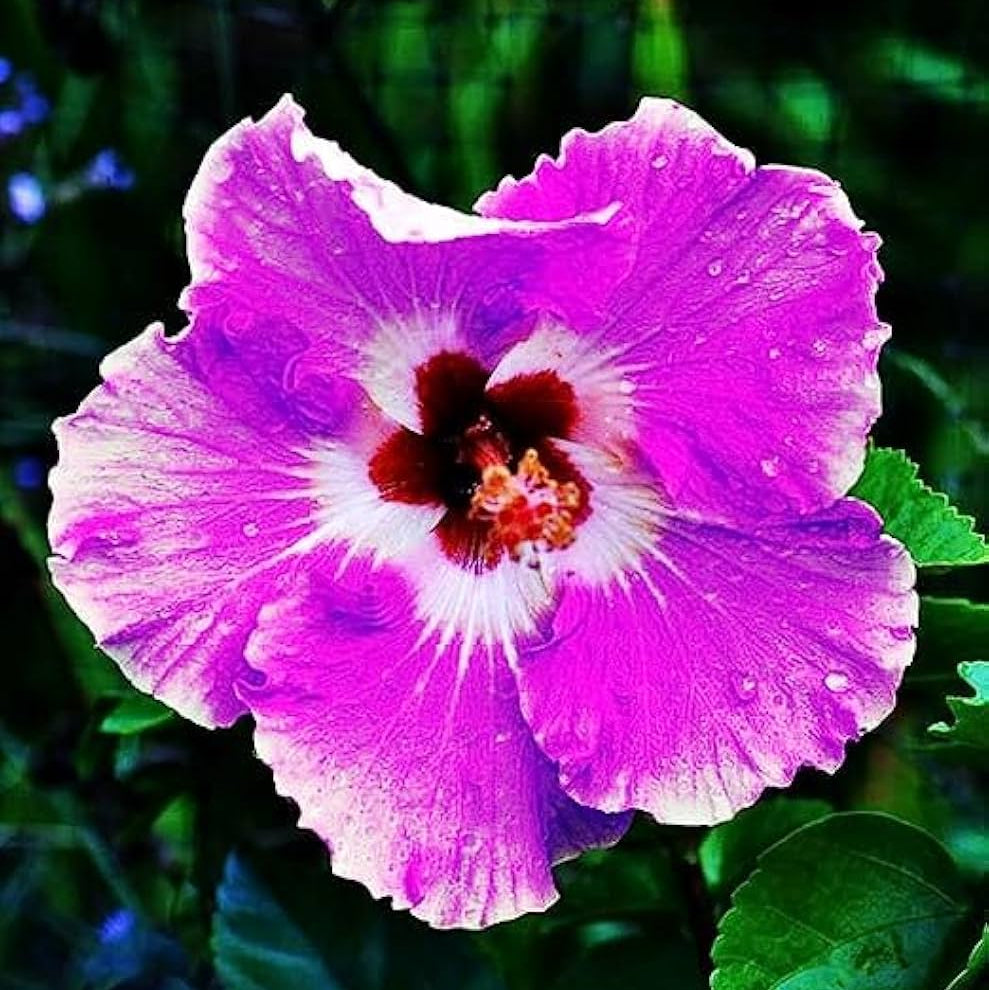 Giant Hibiscus Seeds - Heirloom Flower Garden Seeds for Growing