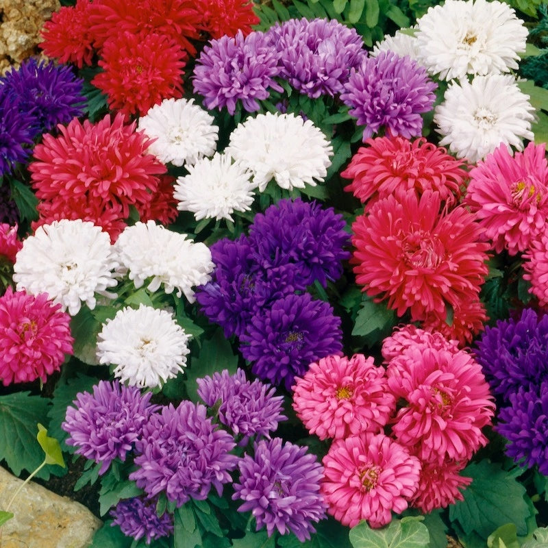 Giant Multi Aster Seeds - Heirloom Flower Garden Seeds for Growing