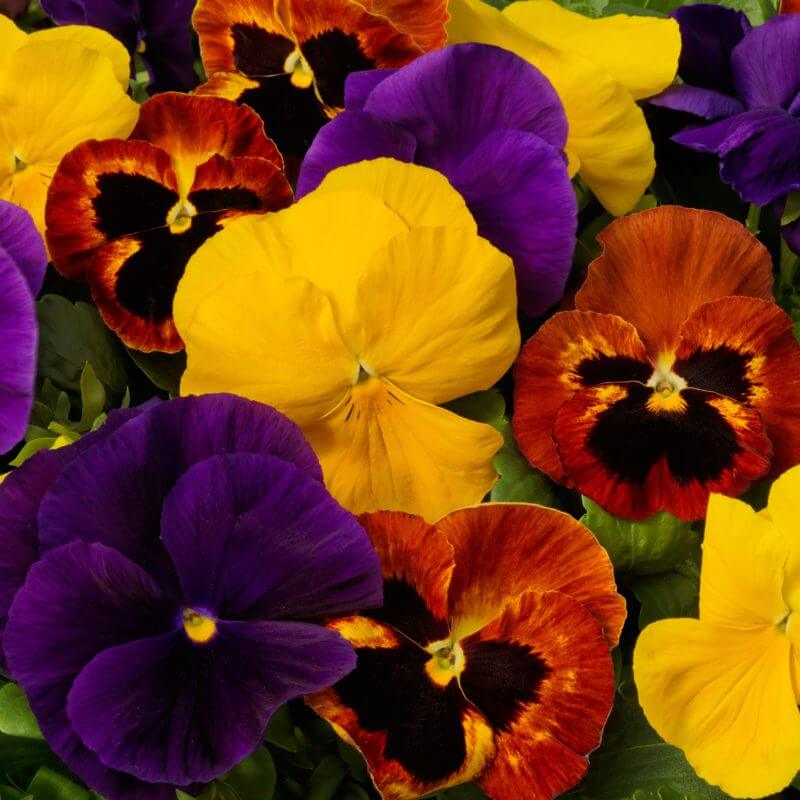 Giant Ruby Pansy Seeds - Heirloom Flower Garden Seeds for Growing