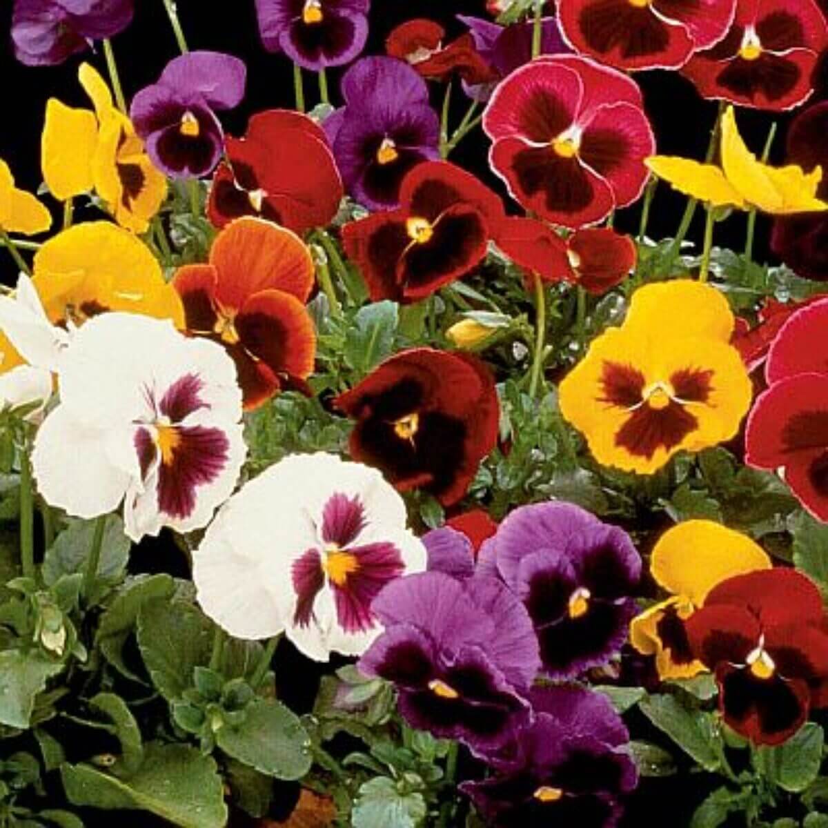 Giant Ruby Pansy Seeds - Heirloom Flower Garden Seeds for Growing