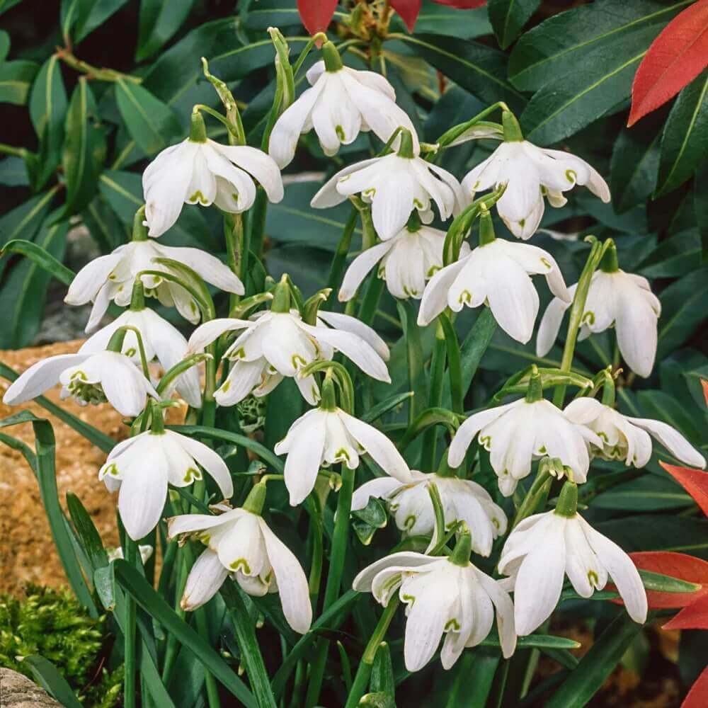 Giant Snowdrop Seeds - Heirloom Flower Garden Seeds for Growing