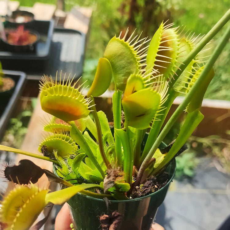 Giant Venus Flytrap Seeds - Heirloom Flower Garden Seeds for Growing