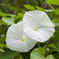 Giant White Moon Vine Seeds - Heirloom Flower Garden Seeds for Growing