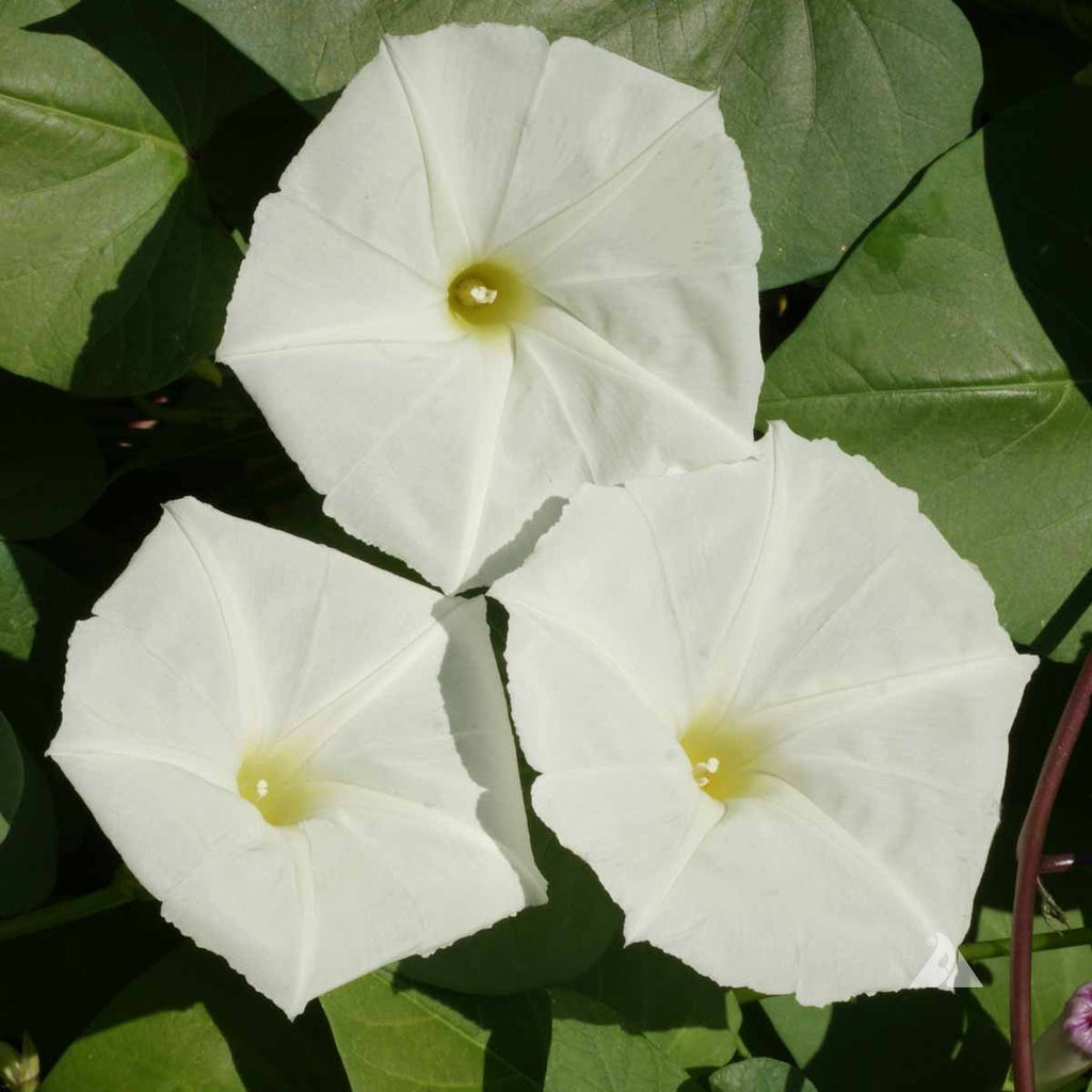 Giant White Moon Vine Seeds - Heirloom Flower Garden Seeds for Growing