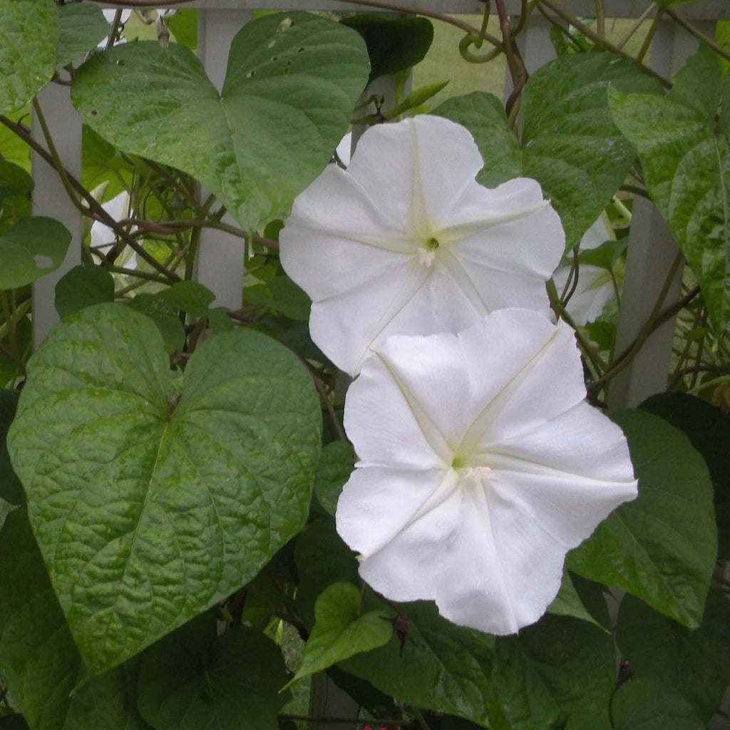 Giant White Moon Vine Seeds - Heirloom Flower Garden Seeds for Growing