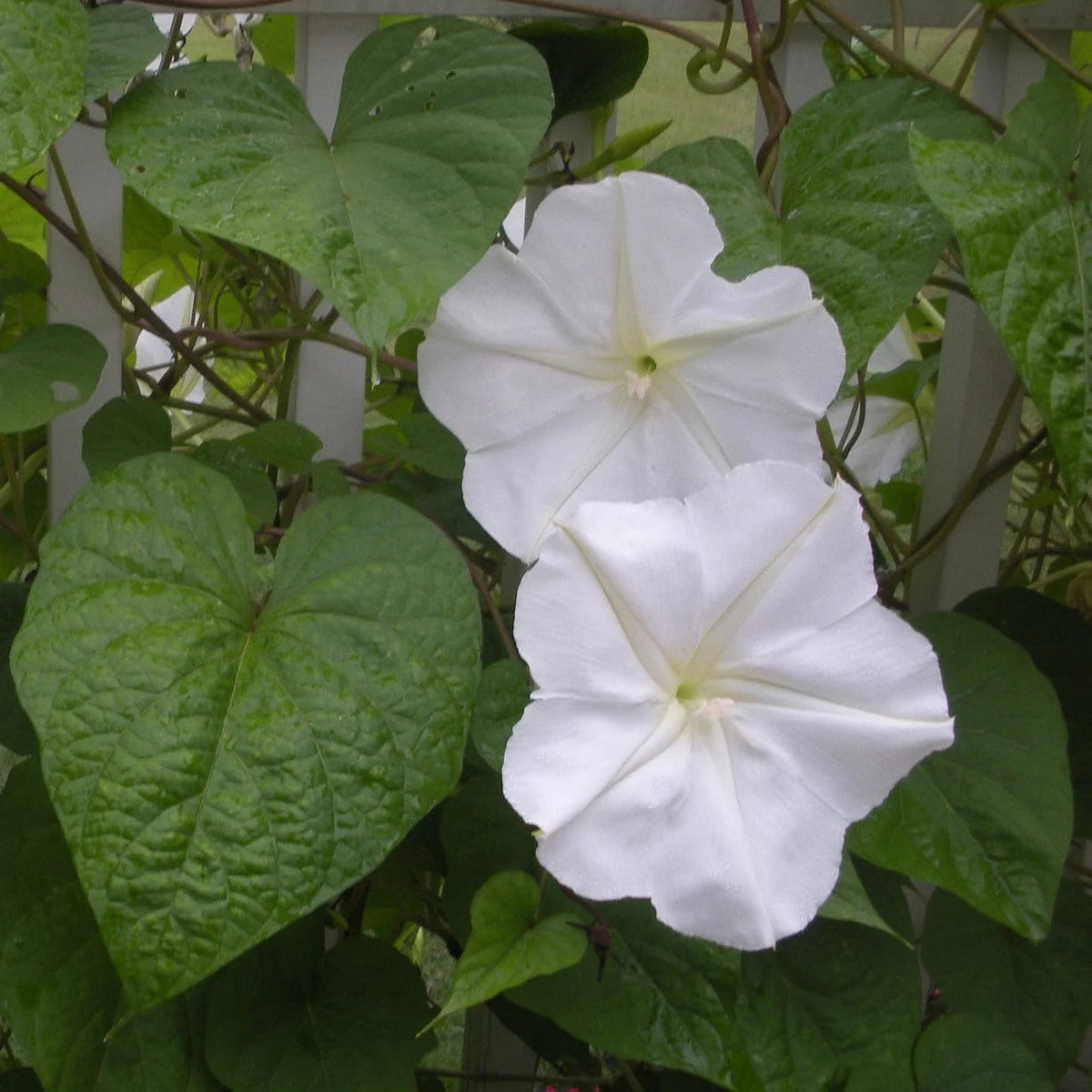 Giant White Moon Vine Seeds - Heirloom Flower Garden Seeds for Growing
