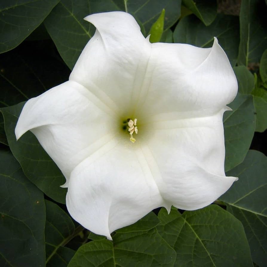 Giant White Moon Vine Seeds - Heirloom Flower Garden Seeds for Growing